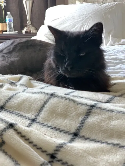 Lost cat in League City, TX, 77573