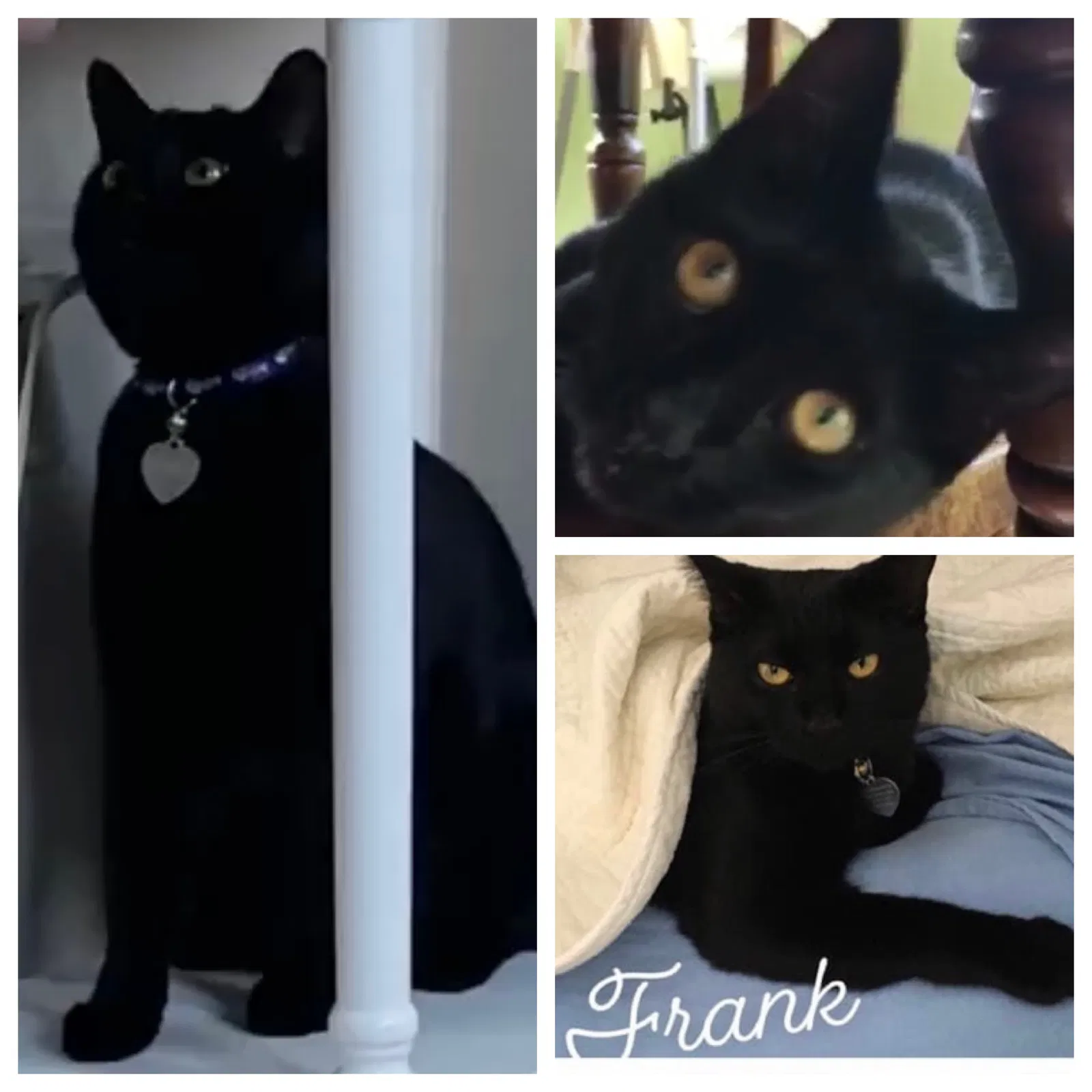 Lost cat in West Chester, OH, 45069