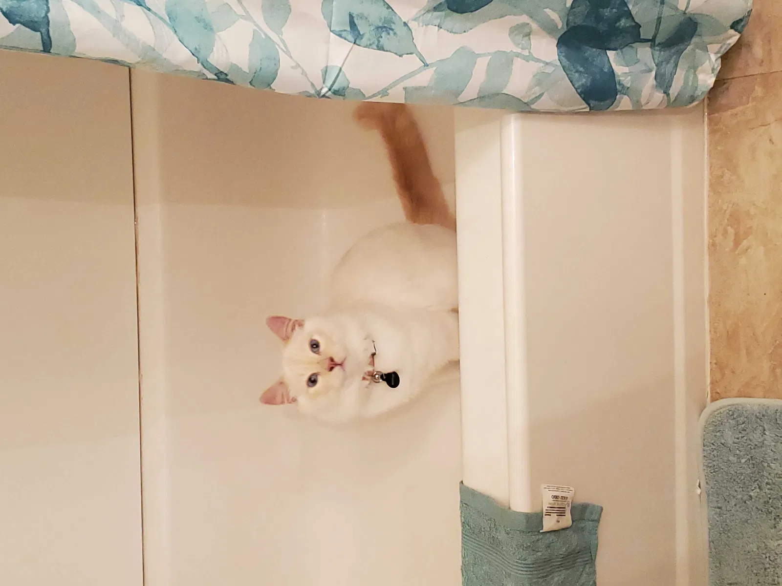 Lost cat in Olympia, WA, 98513