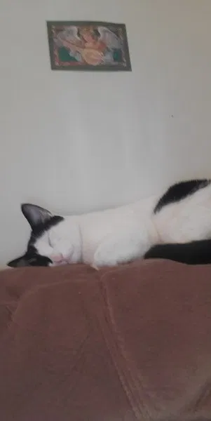 Lost cat in Fort Worth, TX, 76110