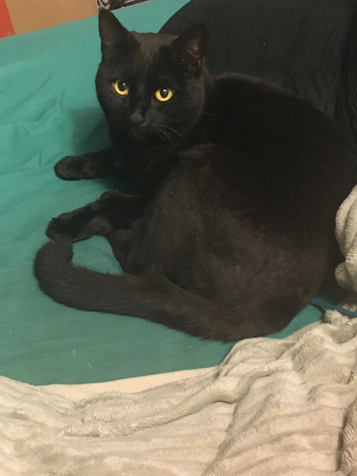 Lost cat in Fair Oaks, CA, 95628