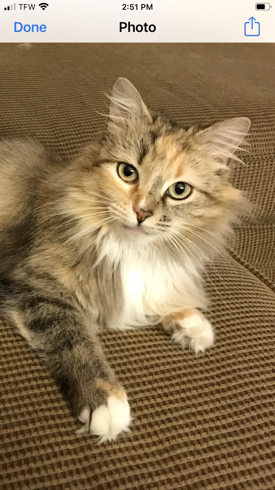 Lost cat in Jackson, MS, 39211