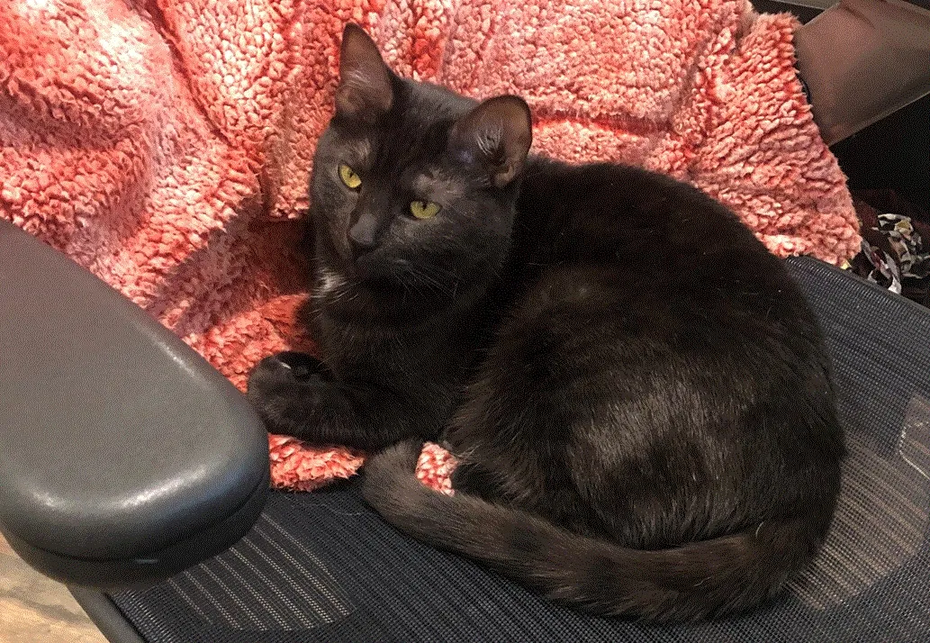 Lost cat in Sacramento, CA, 95834