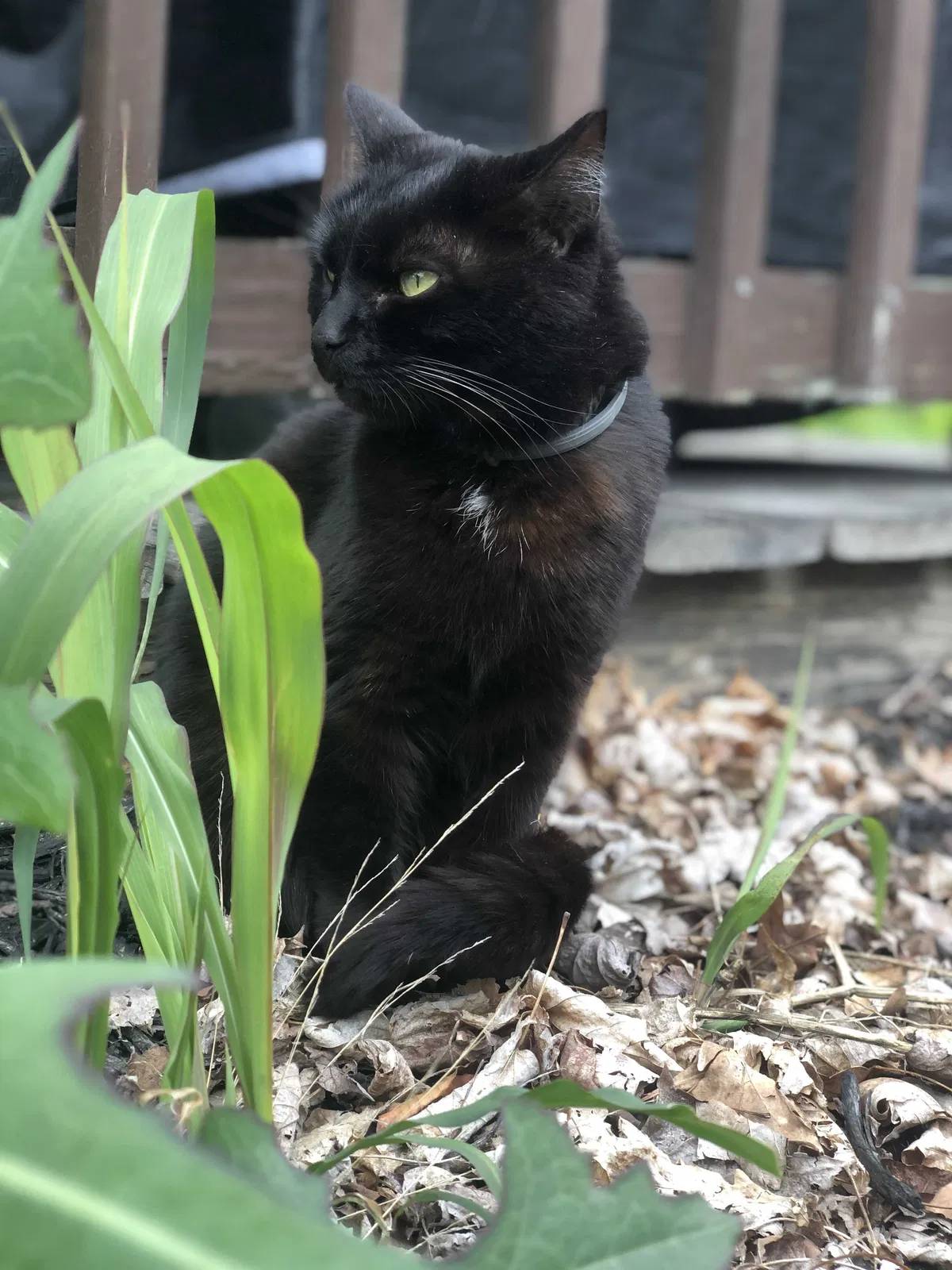 Lost cat in Bloomington, IN, 47401