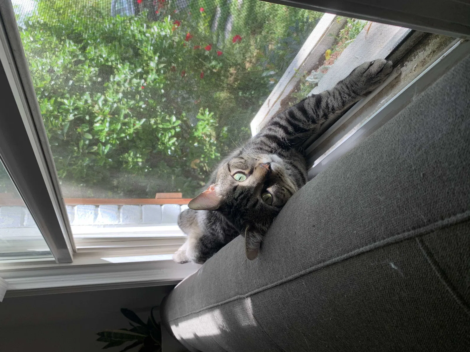 Lost cat in Charlotte, NC, 28205