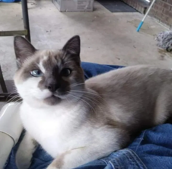 Lost cat in Middleburg, FL, 32068