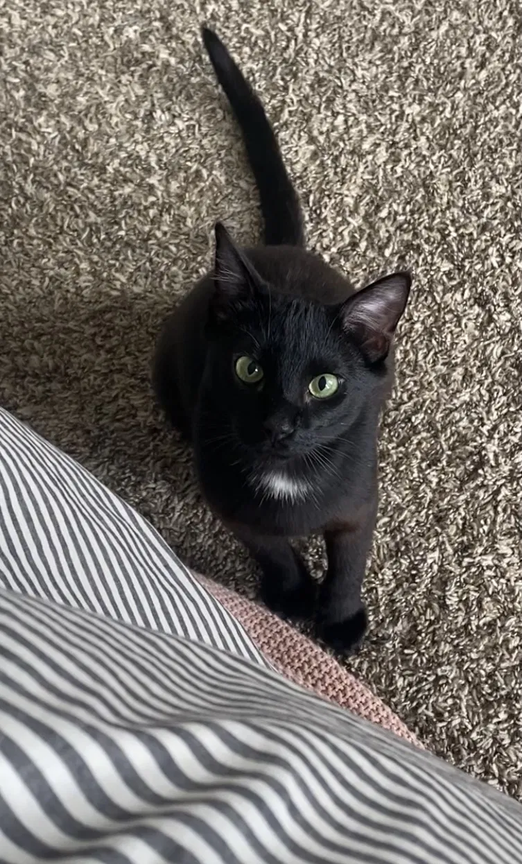 Lost cat in Loveland, CO, 80538