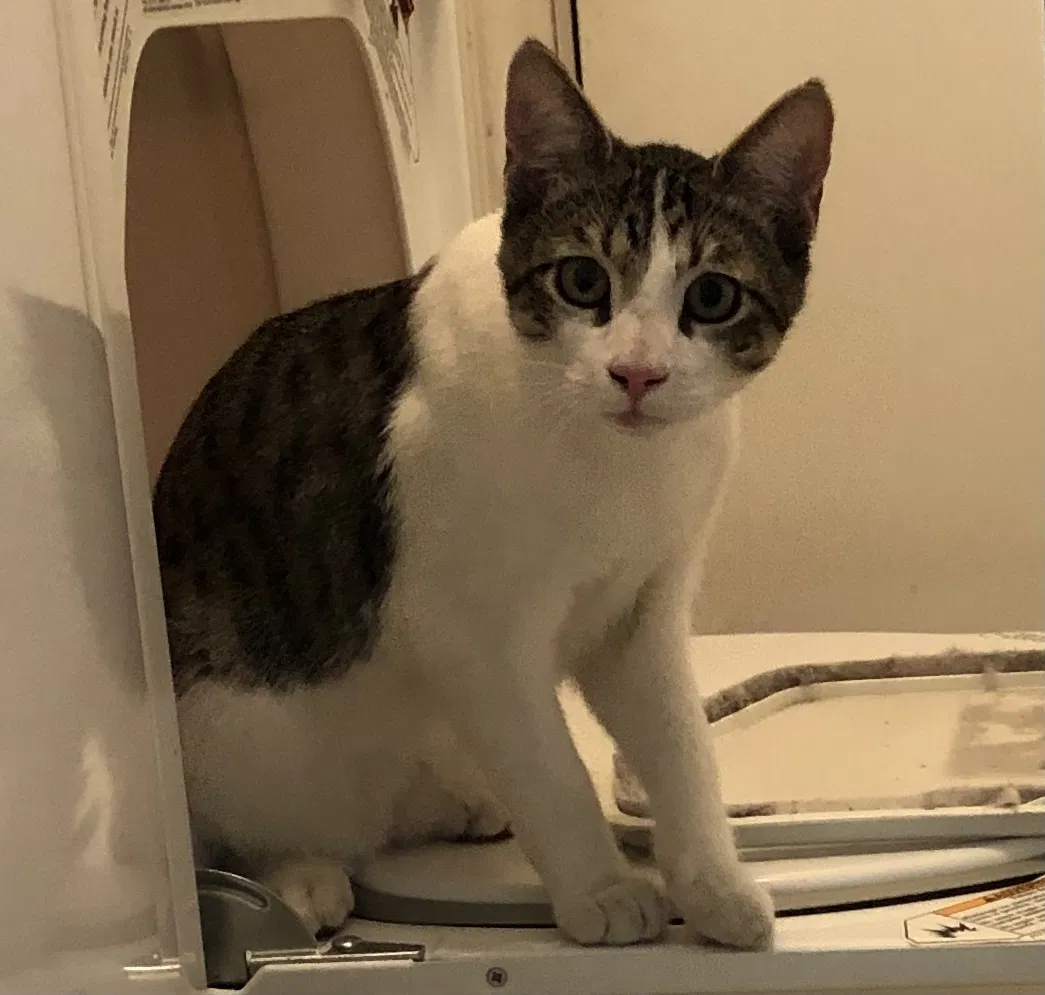 Lost cat in Vacaville, CA, 95688