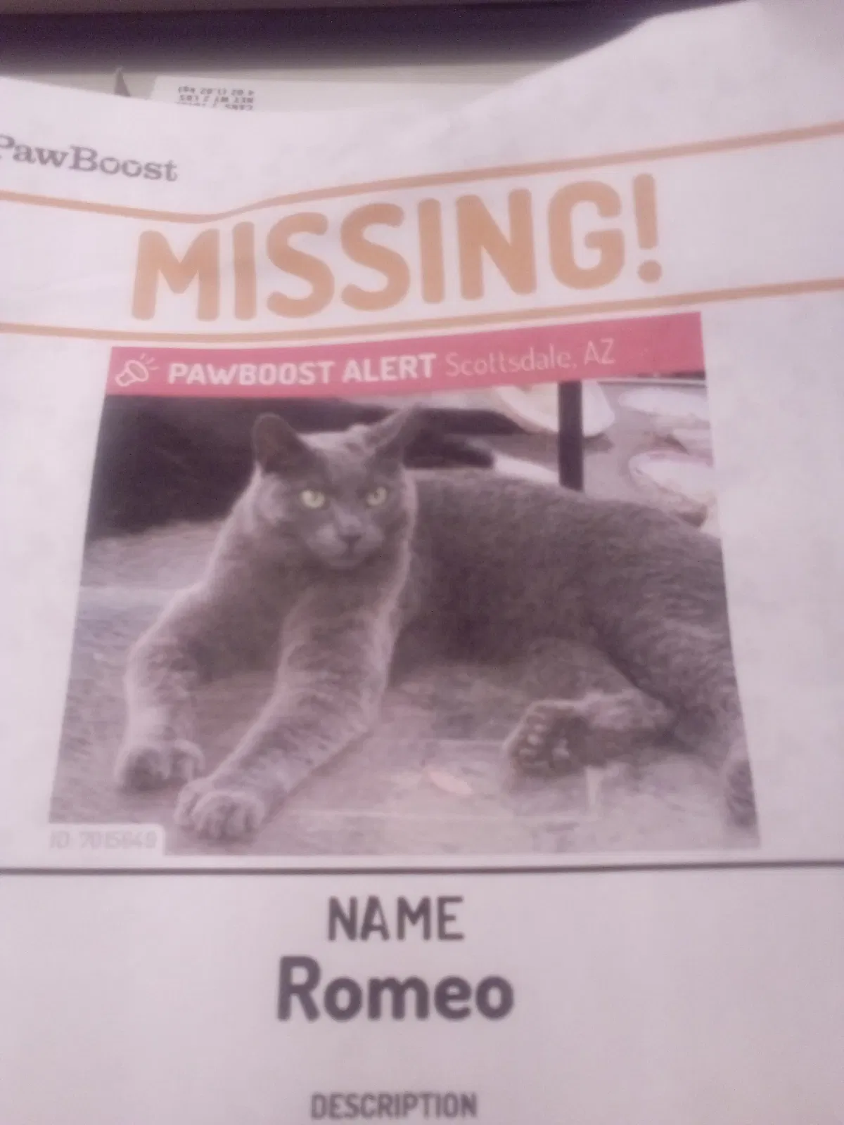 Lost cat in Scottsdale, AZ, 85257