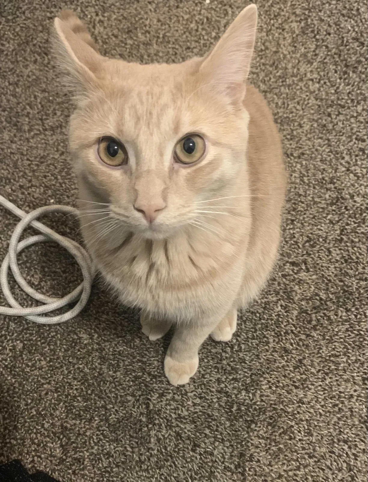 Lost cat in Chicago, IL, 60629