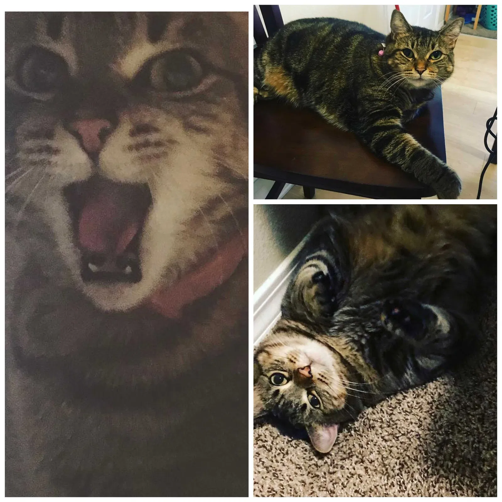 Lost cat in Lincoln City, OR, 97367