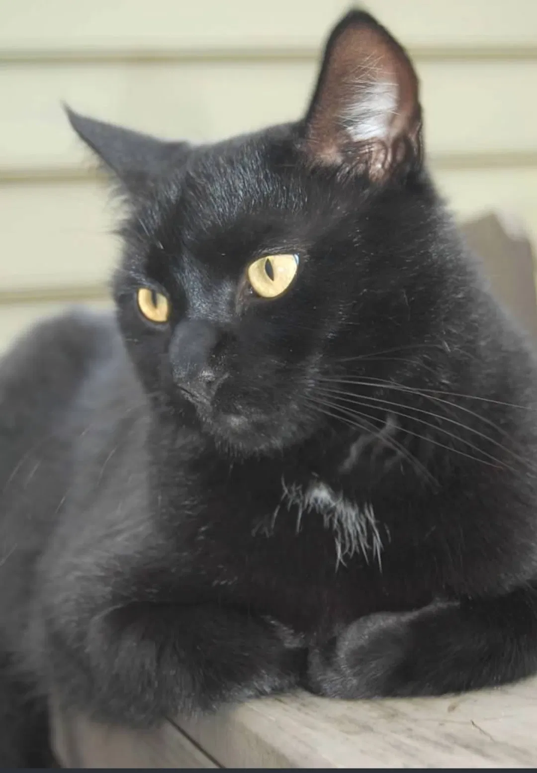 Lost cat in Powhatan, VA, 23139
