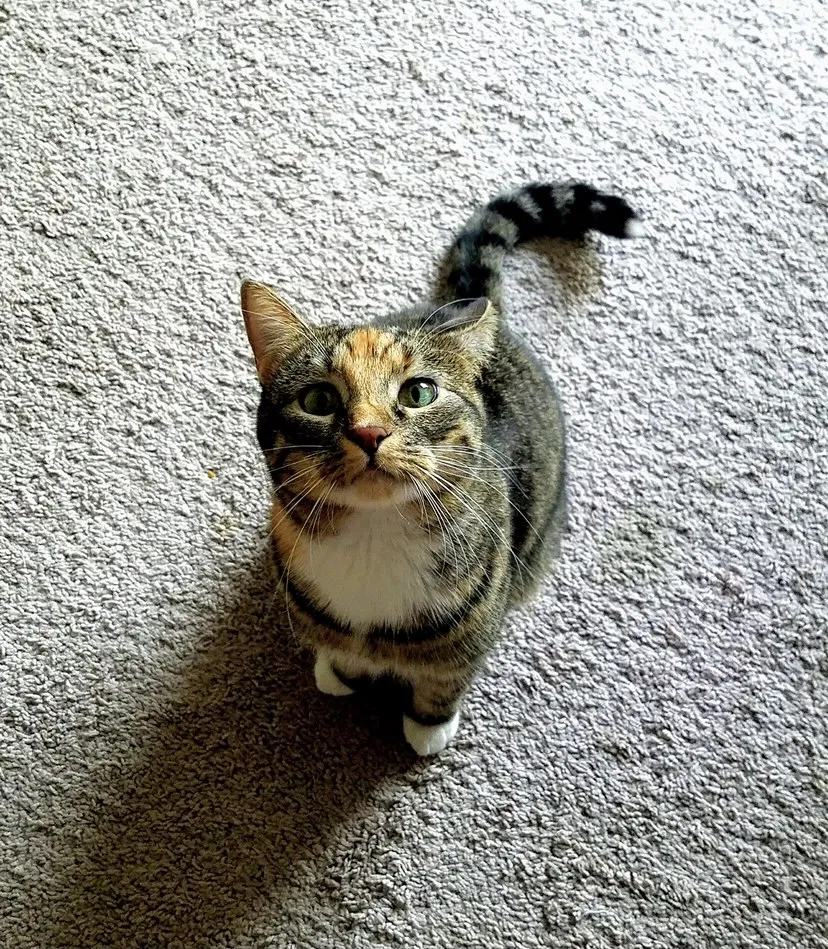 Lost cat in Allen, TX, 75002