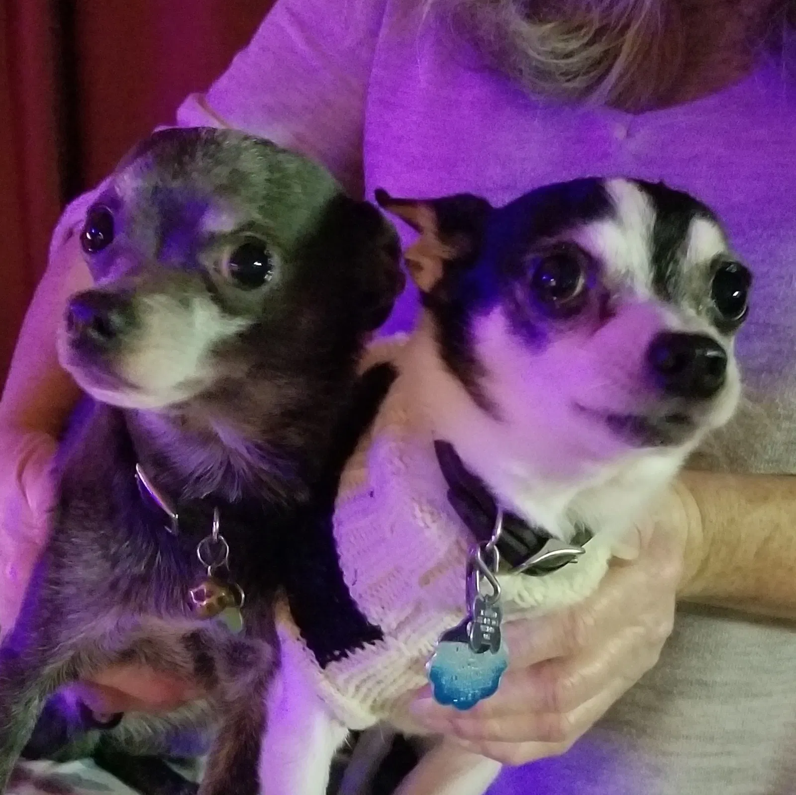 Lost dog in Pittsboro, IN, 46167