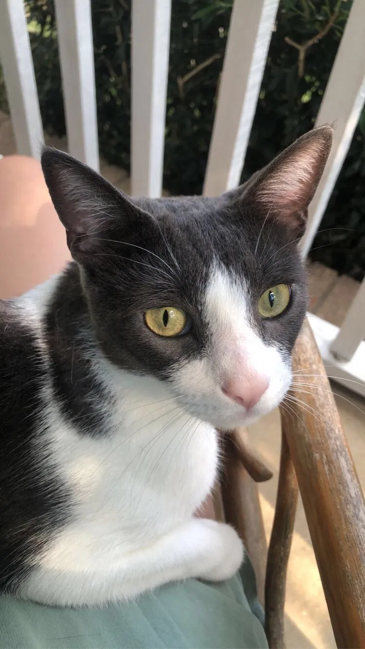 Lost cat in Birmingham, AL, 35244