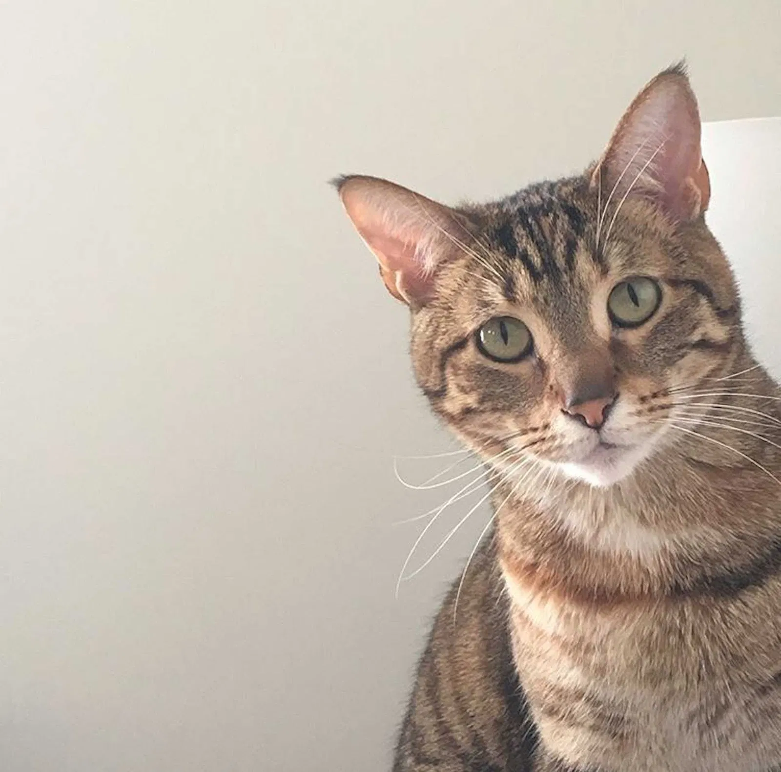 Lost cat in Indialantic, FL, 32903
