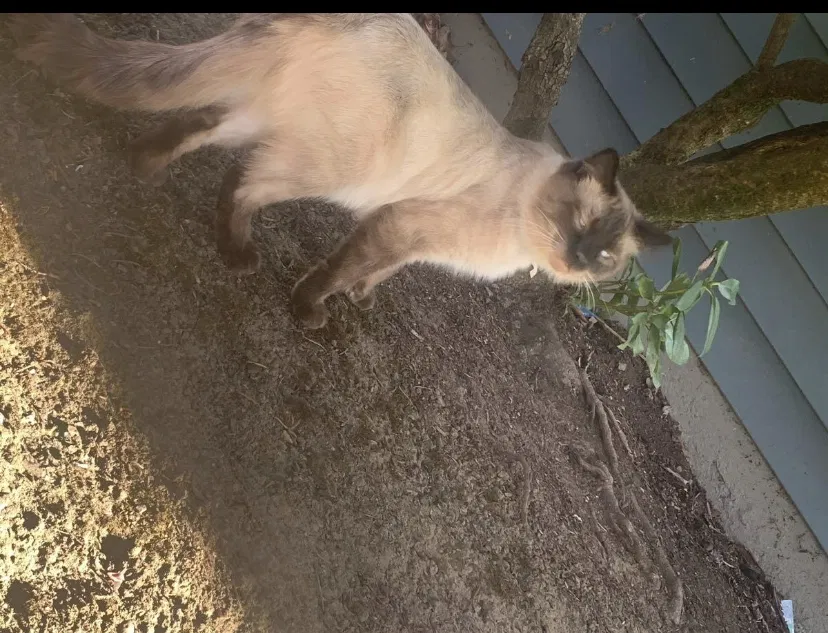 Lost cat in Vancouver, WA, 98661
