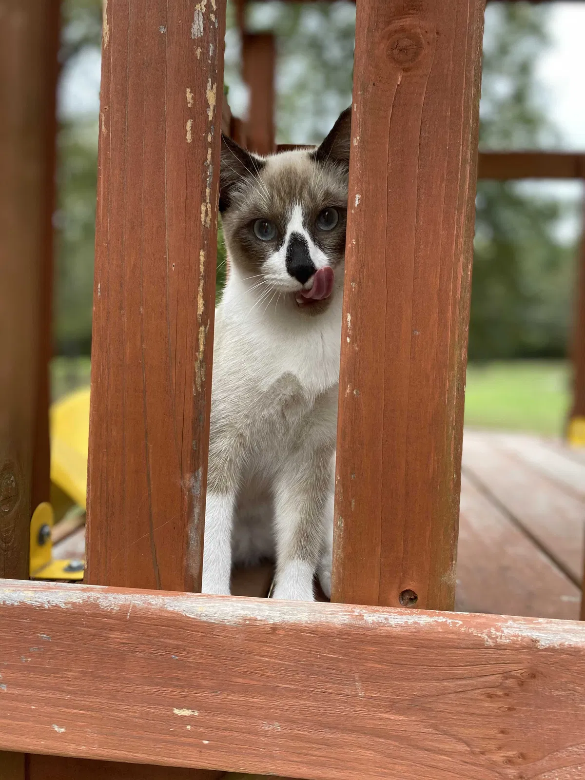 Lost cat in Montgomery, TX, 77316