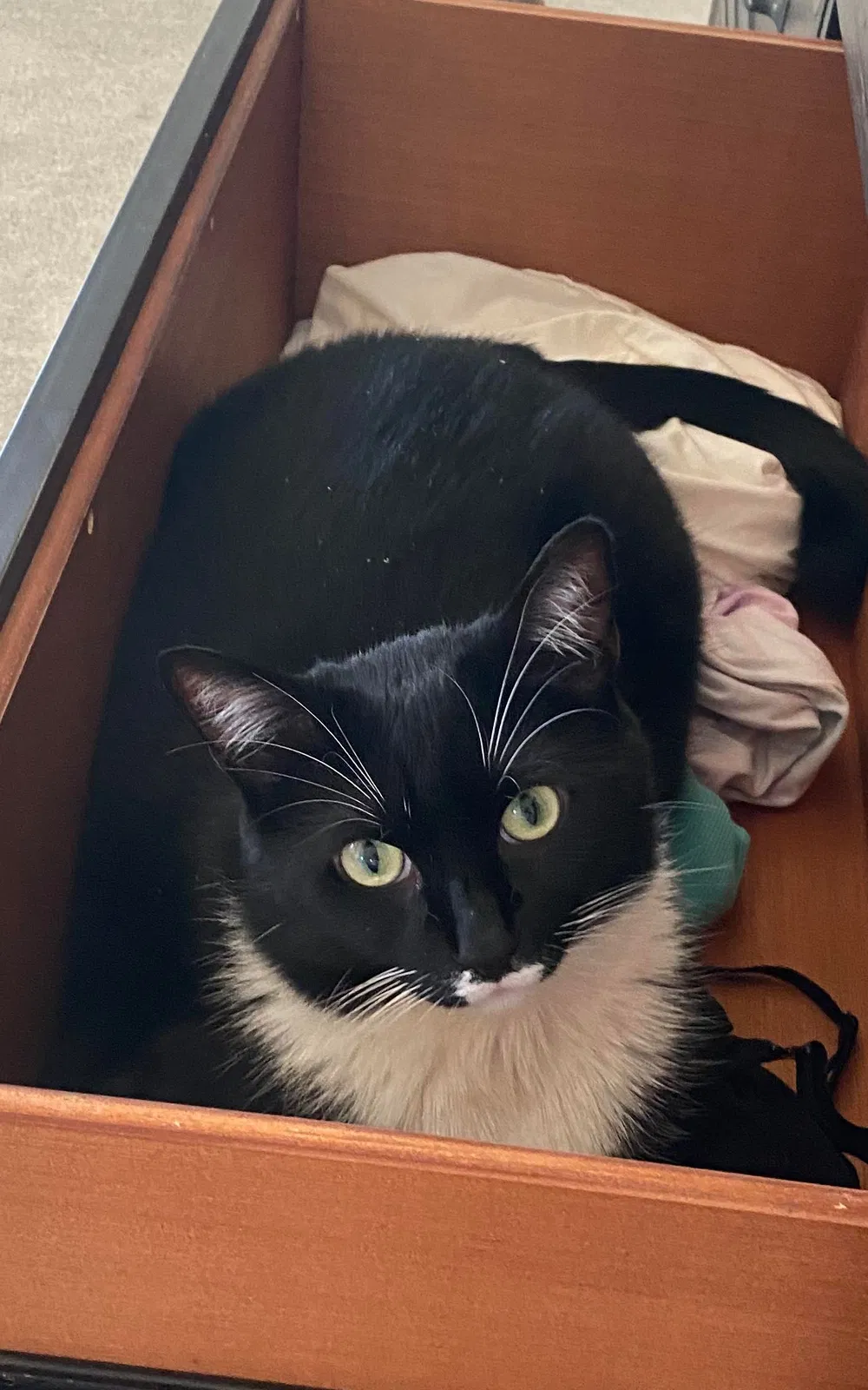 Lost cat in Frederick, MD, 21704