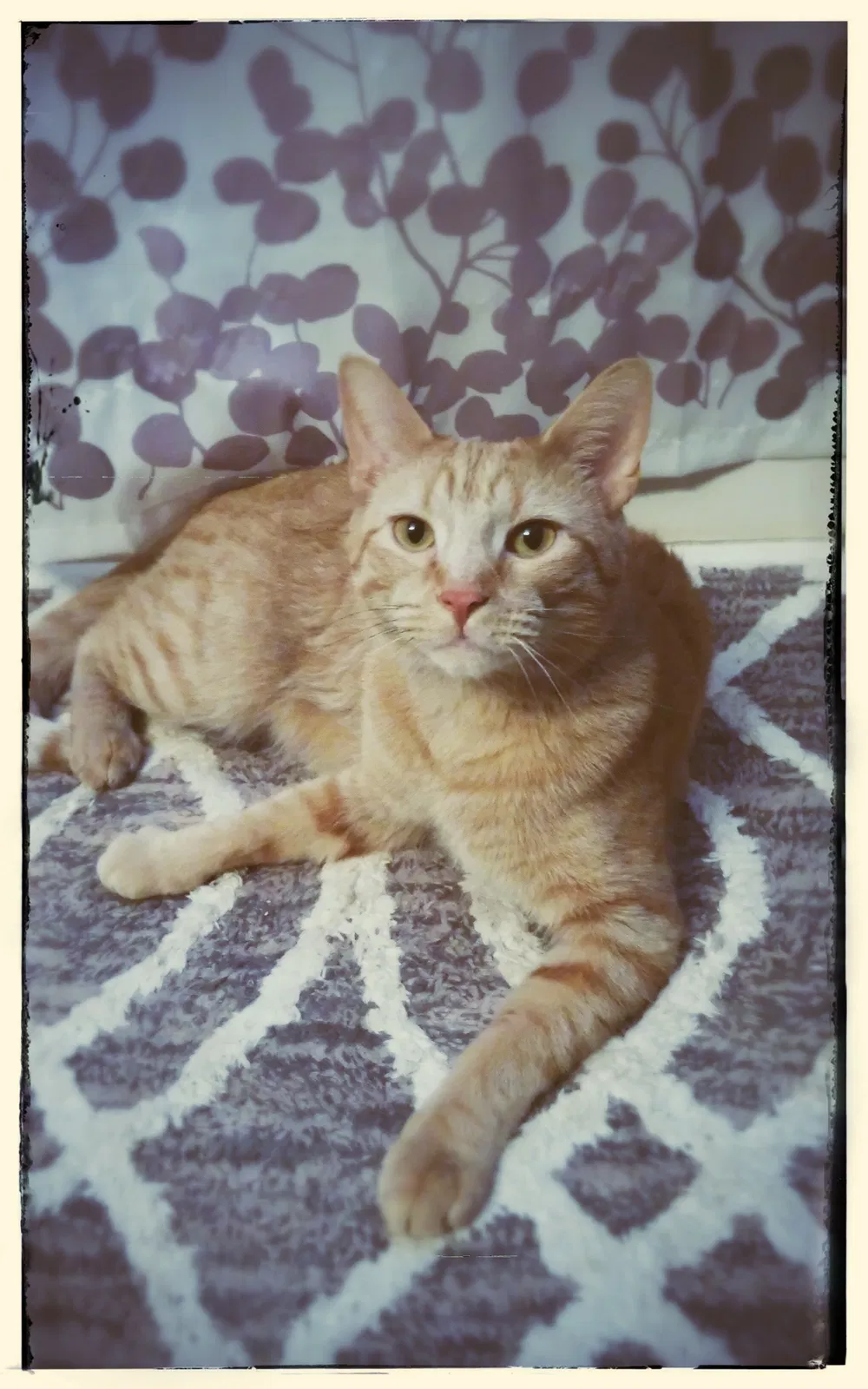 Lost cat in Lansing, MI, 48910