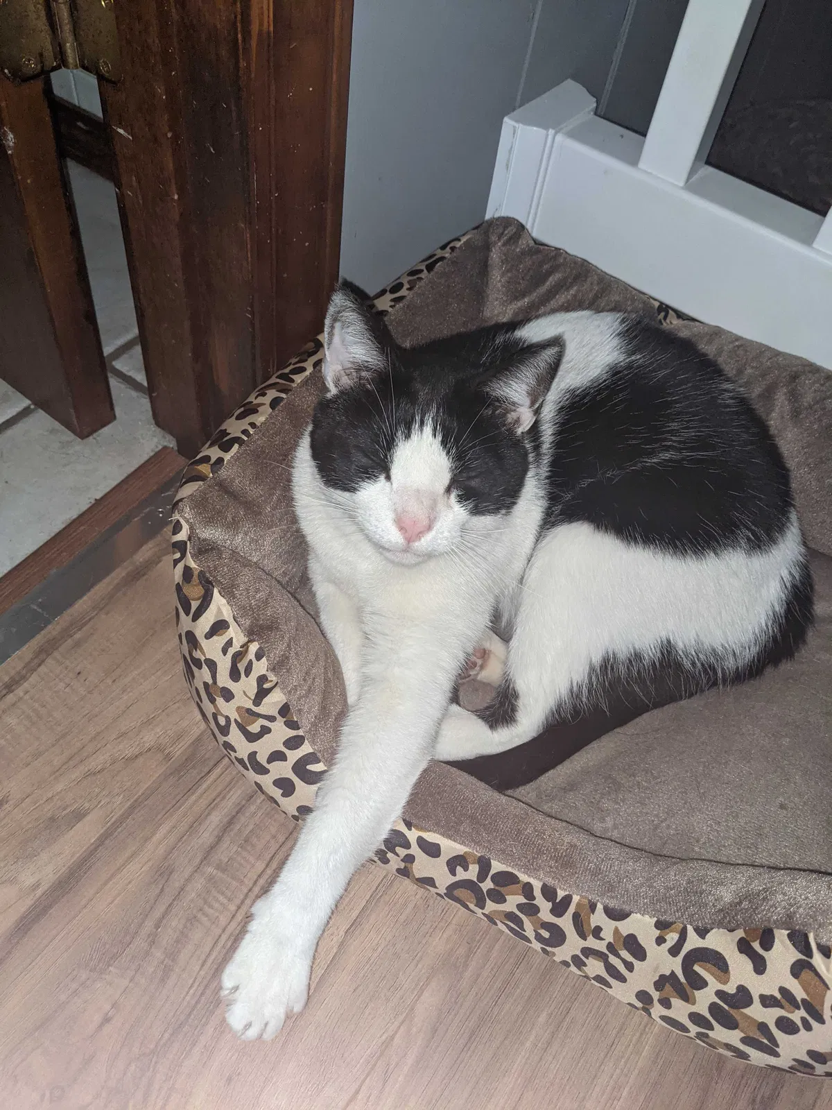 Lost cat in Fairmont, WV, 26554