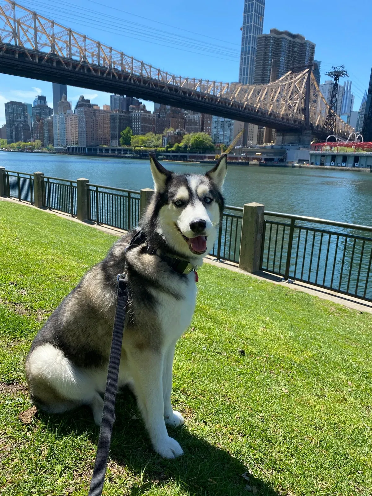 Lost dog in Hoboken, NJ, 7030