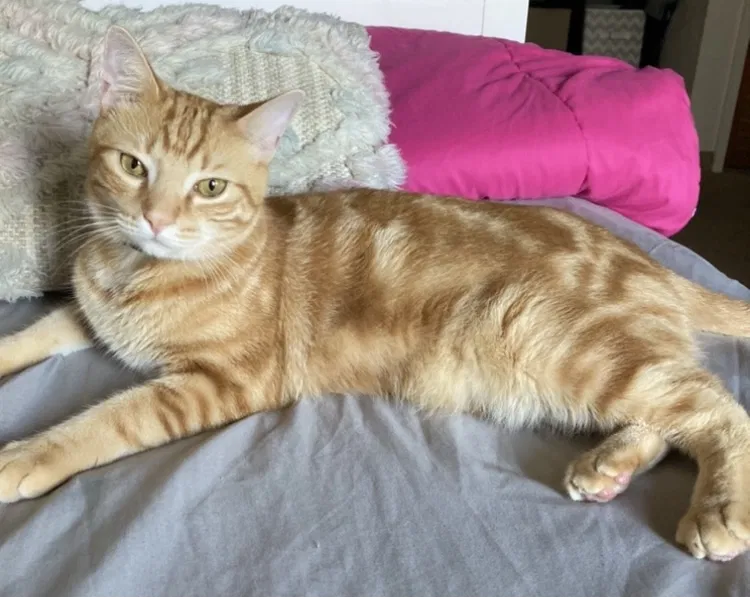 Lost cat in Haines City, FL, 33844