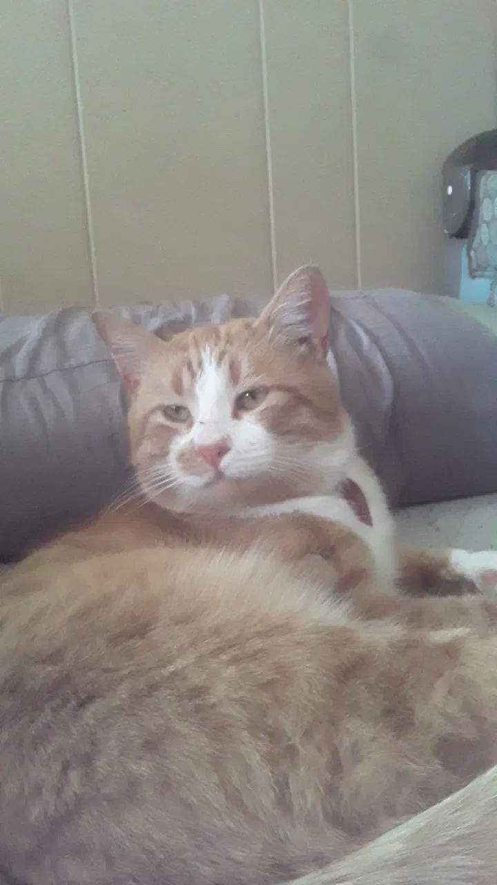 Lost cat in Harrison, TN, 37341