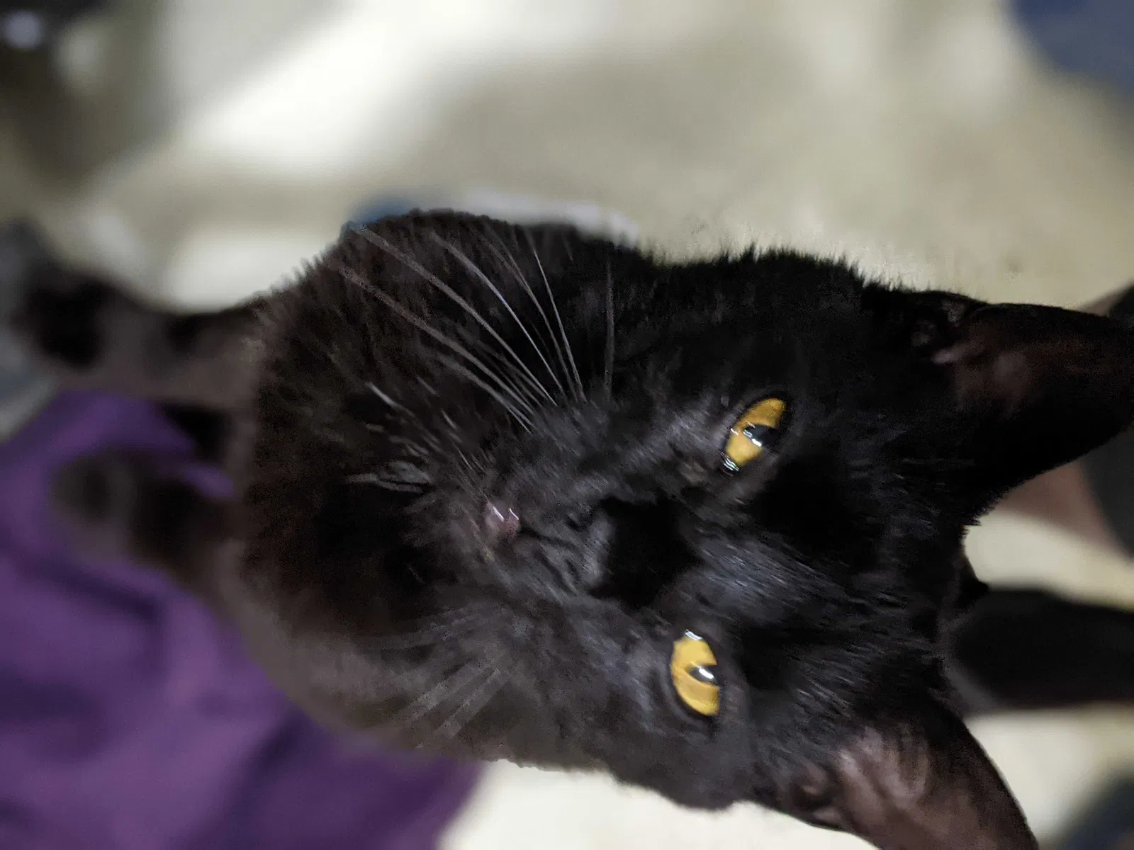 Lost cat in Westminster, MD, 21158