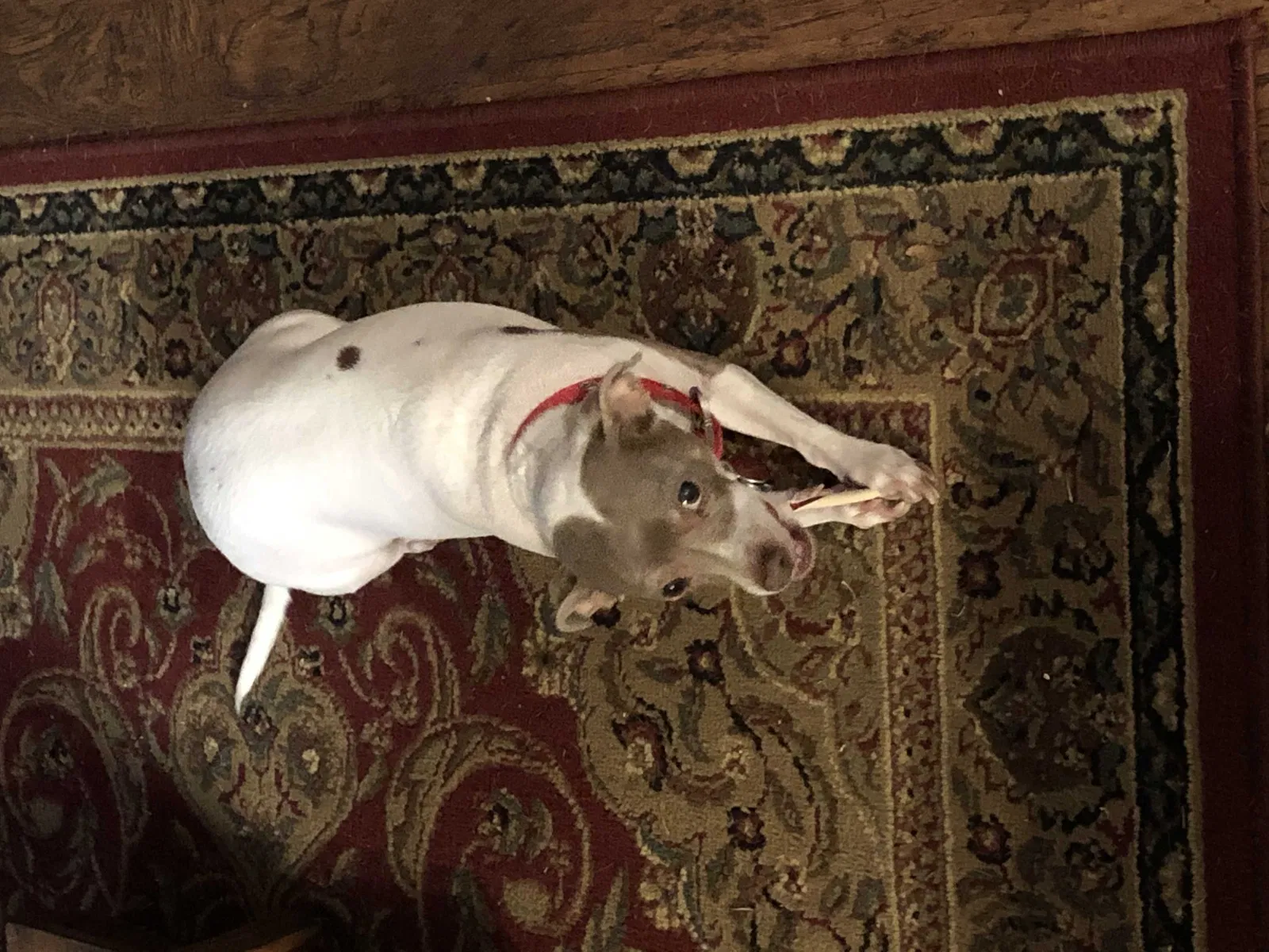 Lost dog in Schertz, TX, 78154