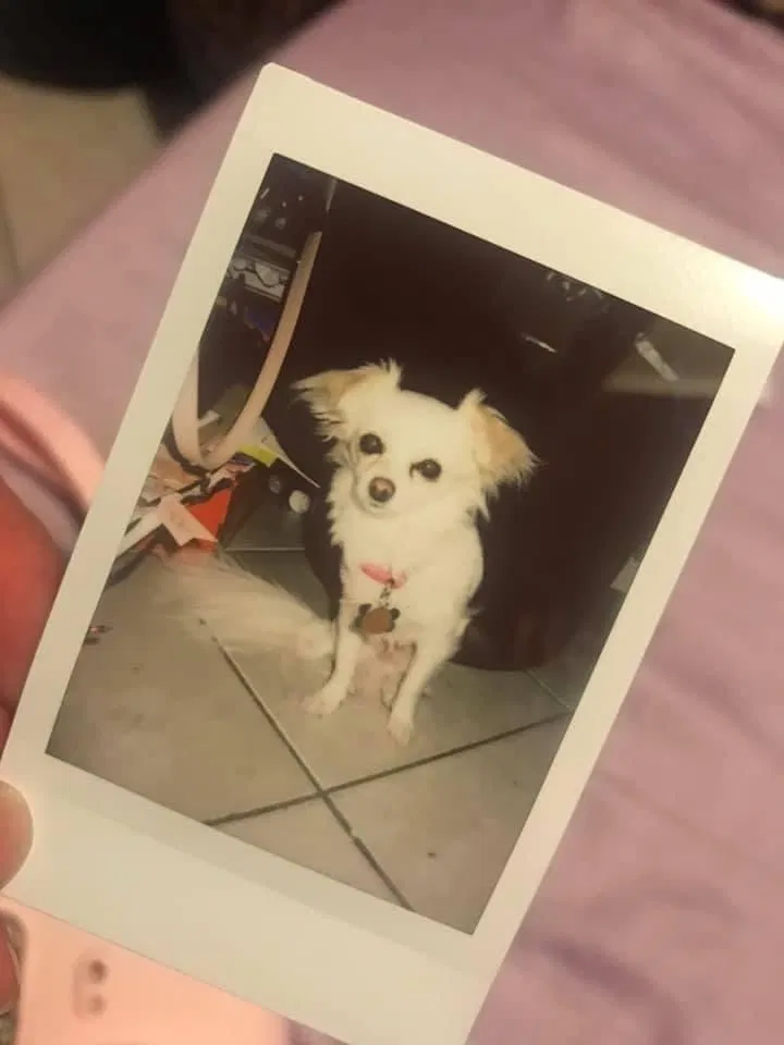 Lost dog in Chicago, IL, 60639