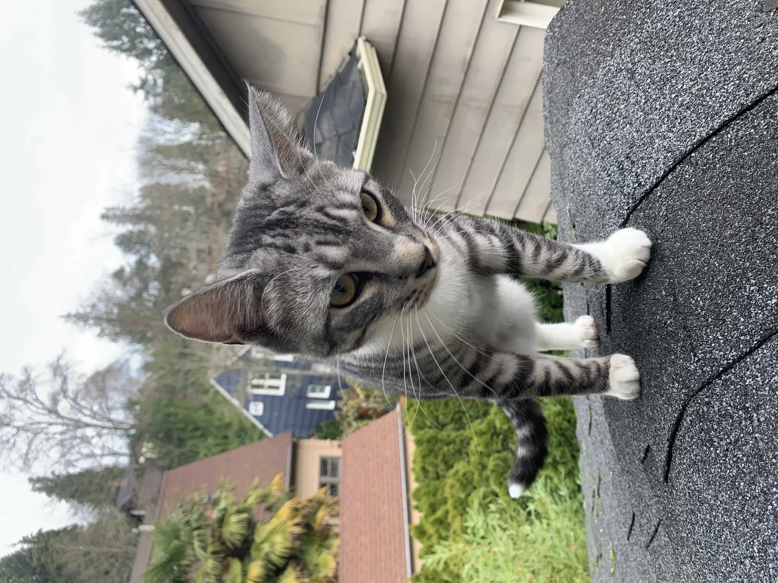 Lost cat in Seattle, WA, 98112