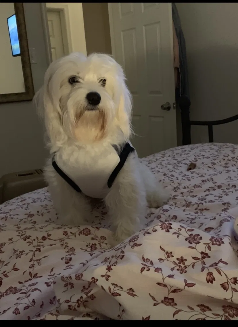 Lost dog in Pottstown, PA, 19465