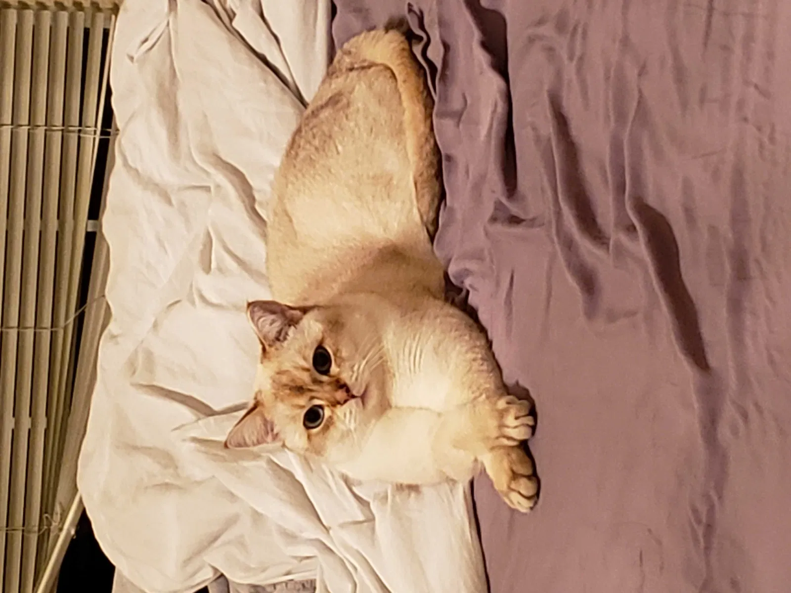 Lost cat in Tulsa, OK, 74133
