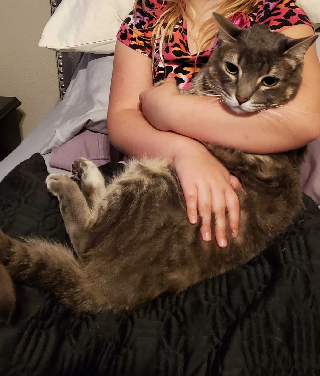 Lost cat in Katy, TX, 77450