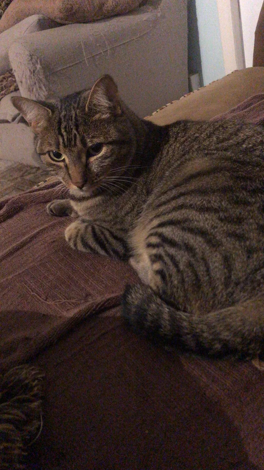 Lost cat in East Lyme, CT, 6333