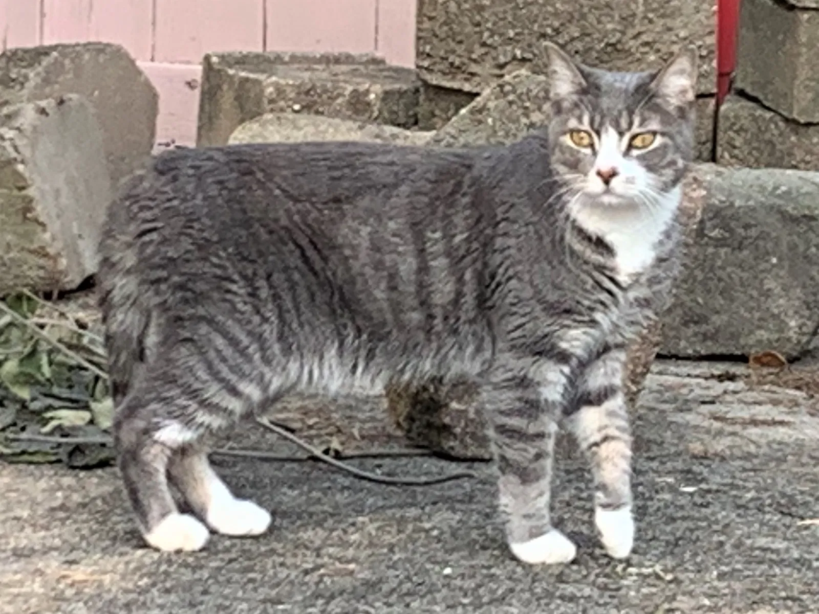 Lost cat in Troy, OH, 45373