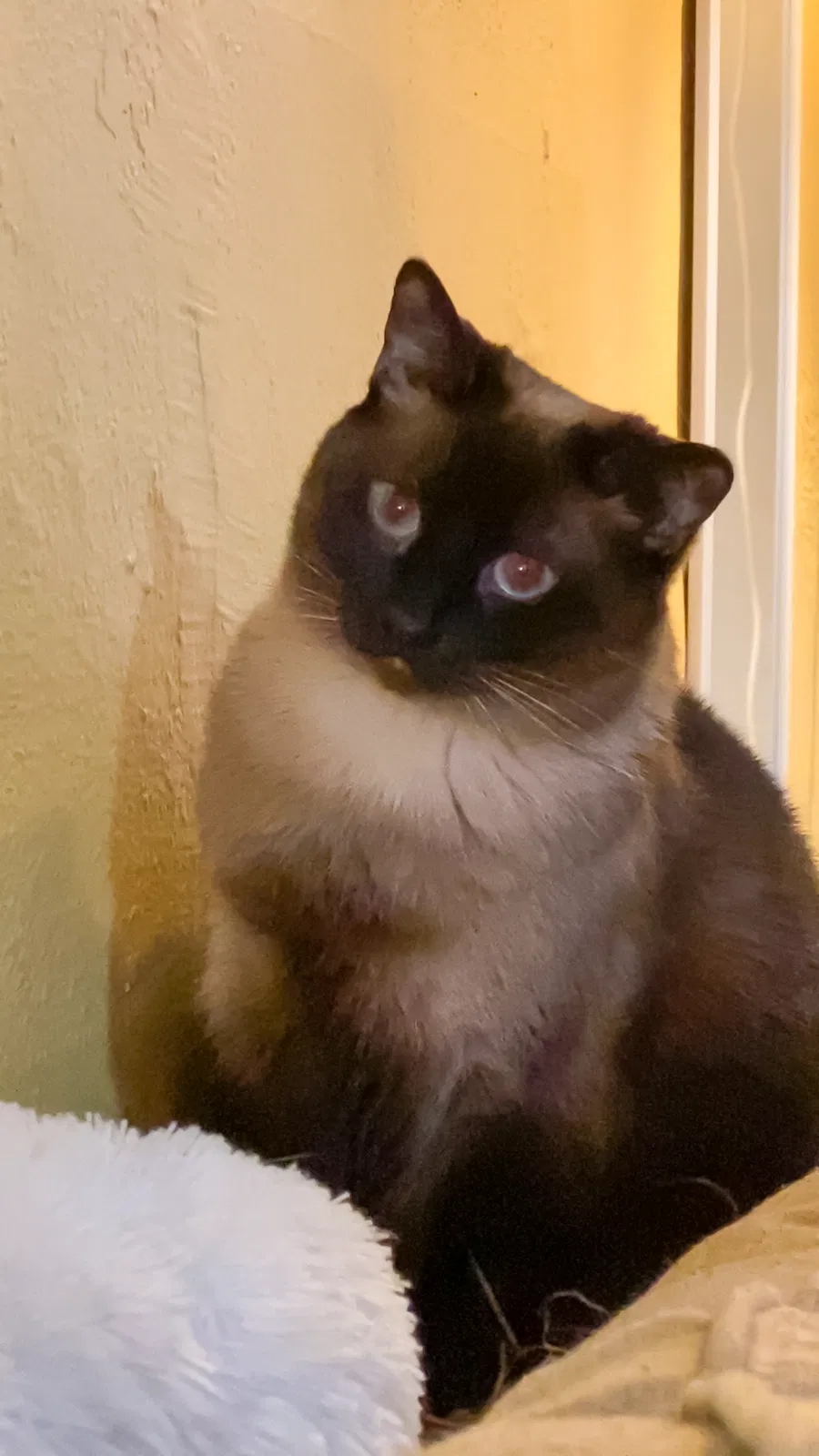 Lost cat in Indianapolis, IN, 46205