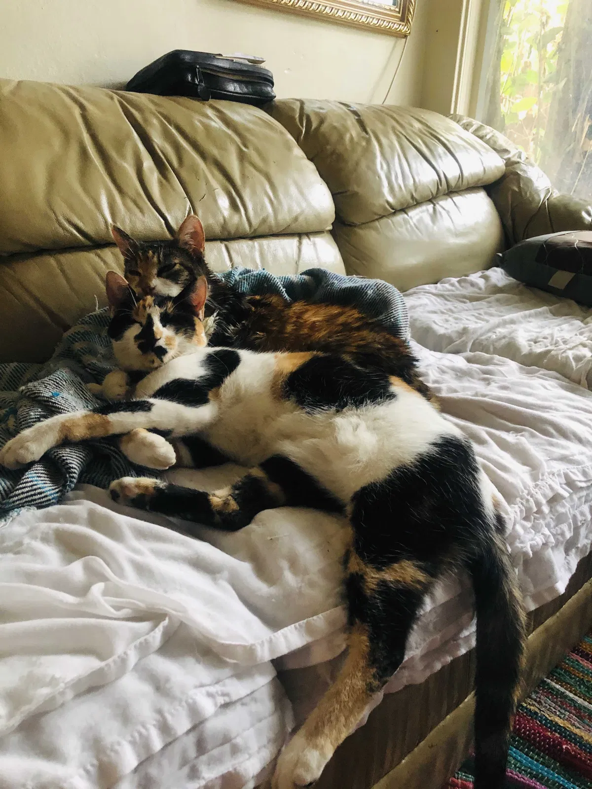 Lost cat in Los Angeles, CA, 90042