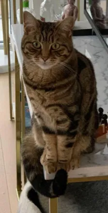 Lost cat in Kissimmee, FL, 34747