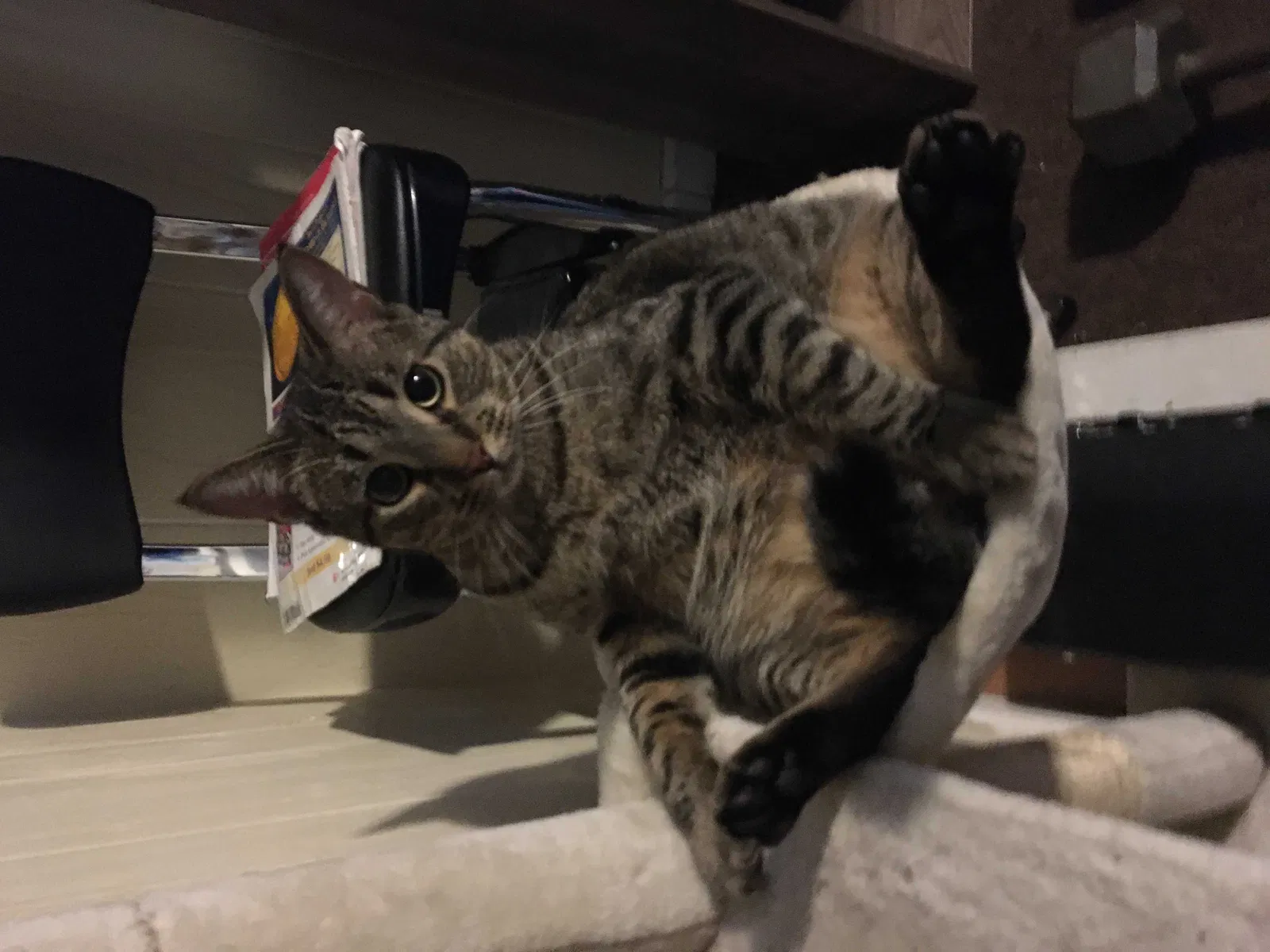 Lost cat in Comstock Park, MI, 49321