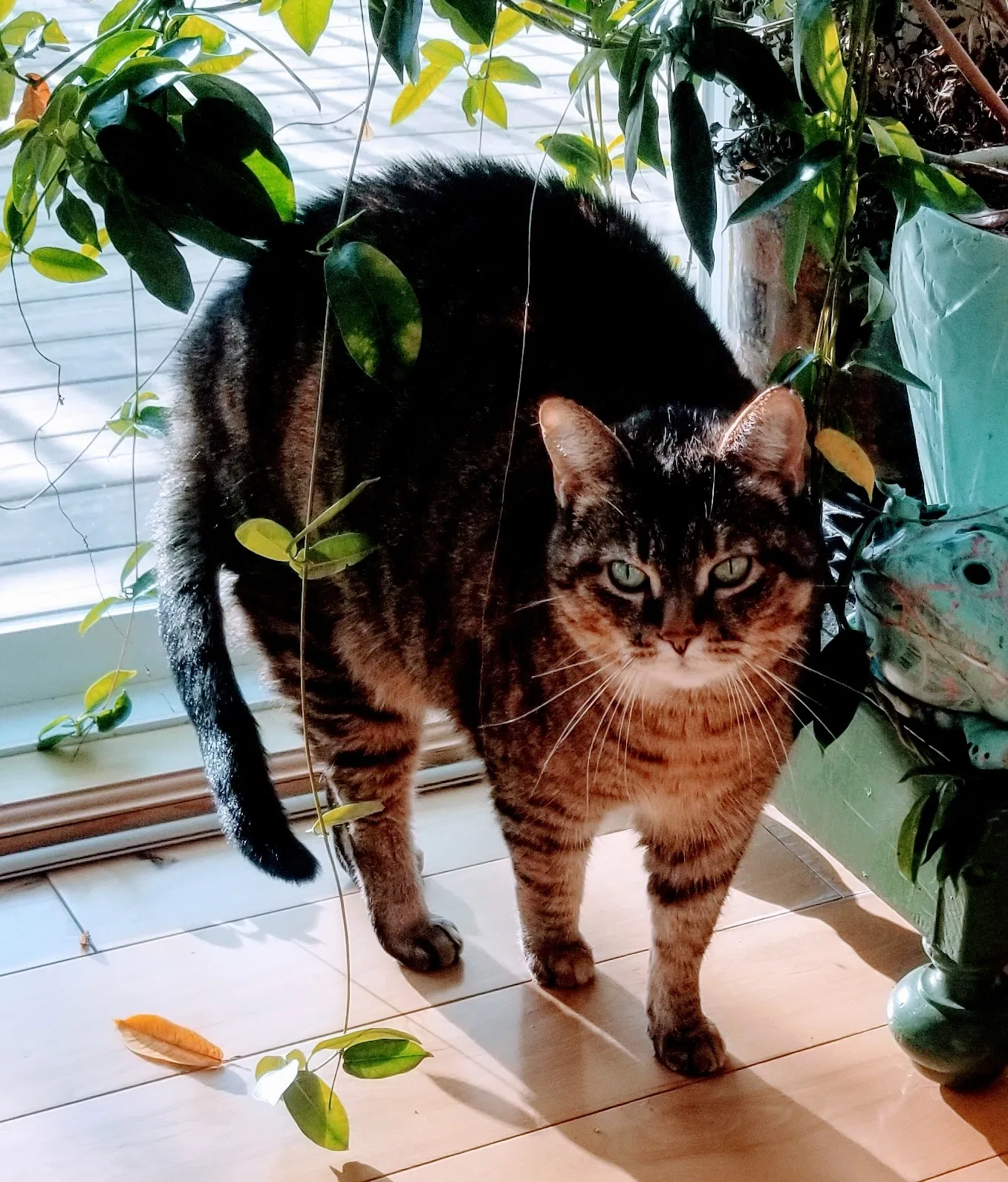 Lost cat in Grand Rapids, MI, 49525