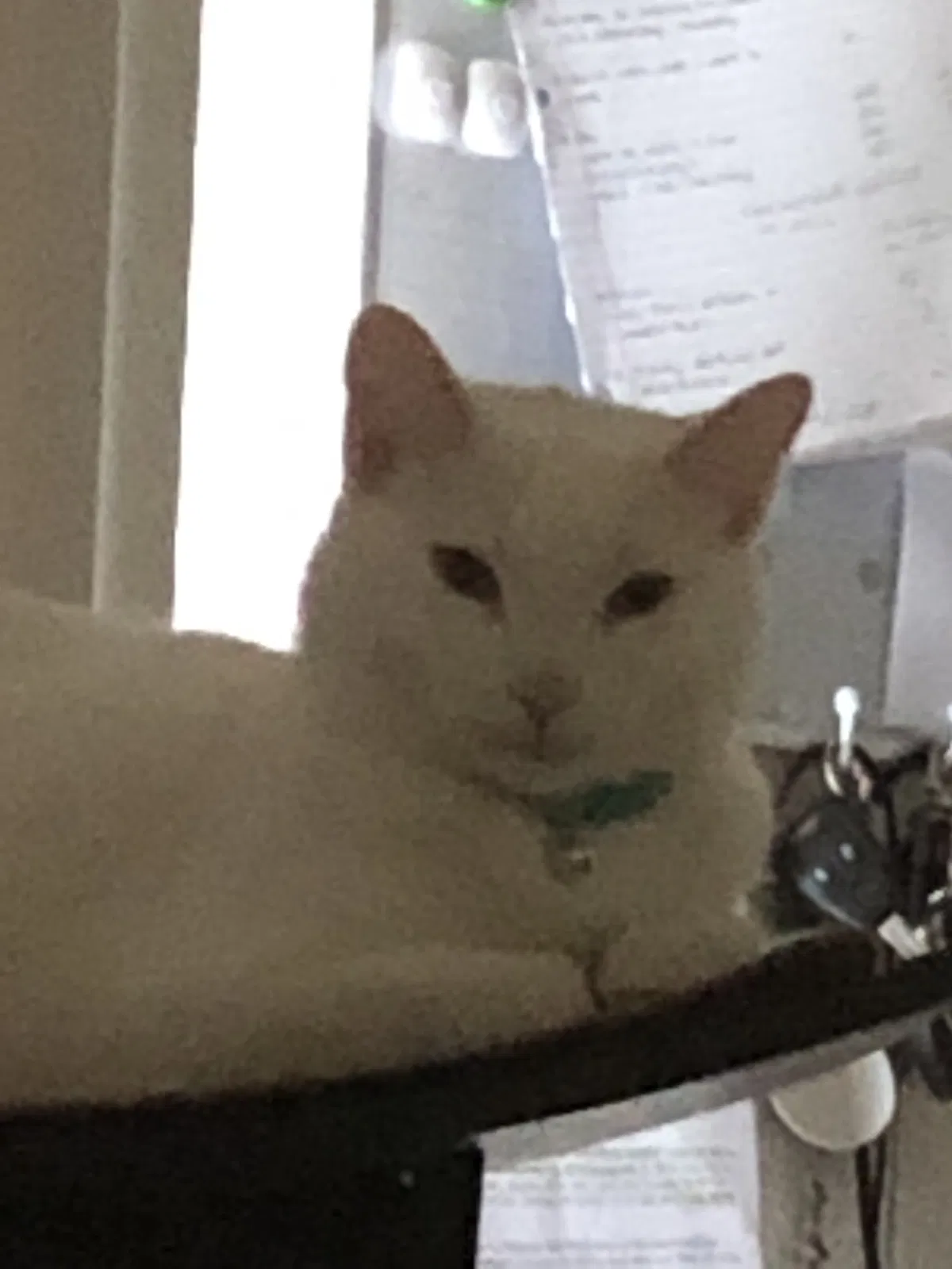 Lost cat in Madison, WI, 53719
