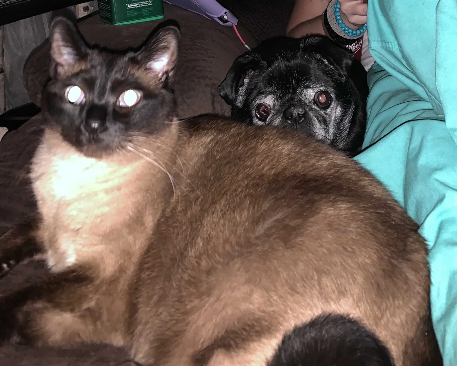 Lost cat in Unknown, UT, 84009