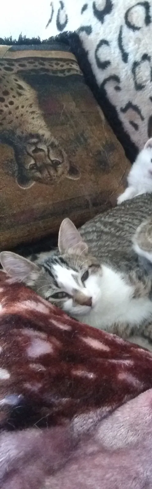 Lost cat in Saint Cloud, MN, 56301
