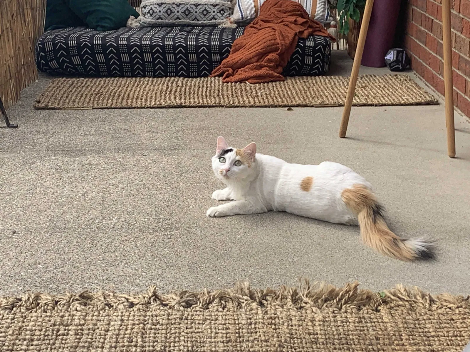 Lost cat in Cincinnati, OH, 45230