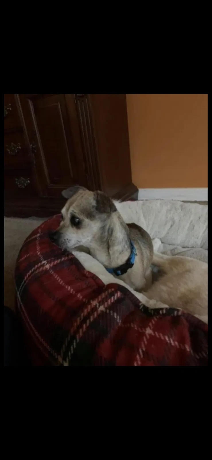 Lost dog in Sacramento, CA, 95828