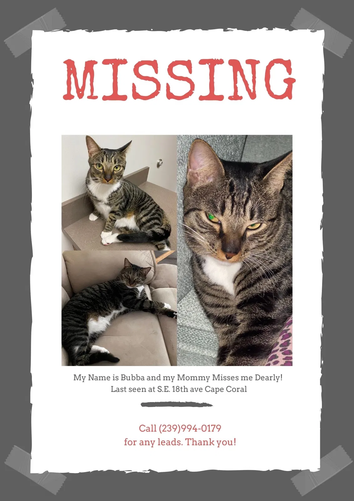 Lost cat in Cape Coral, FL, 33990