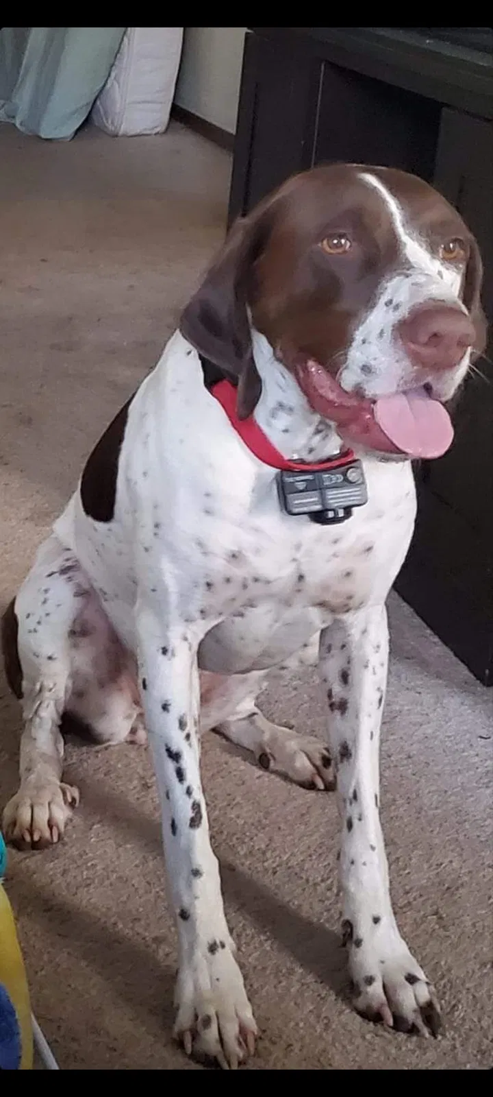 Lost dog in Tomahawk, WI, 54487