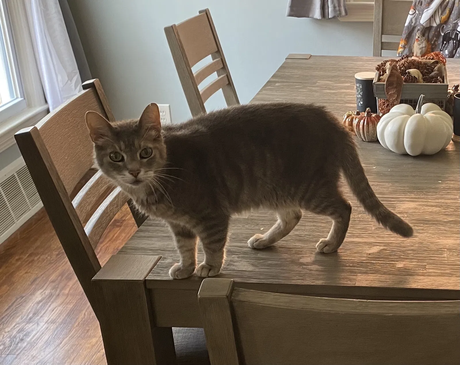 Lost cat in Cleveland, OH, 44134